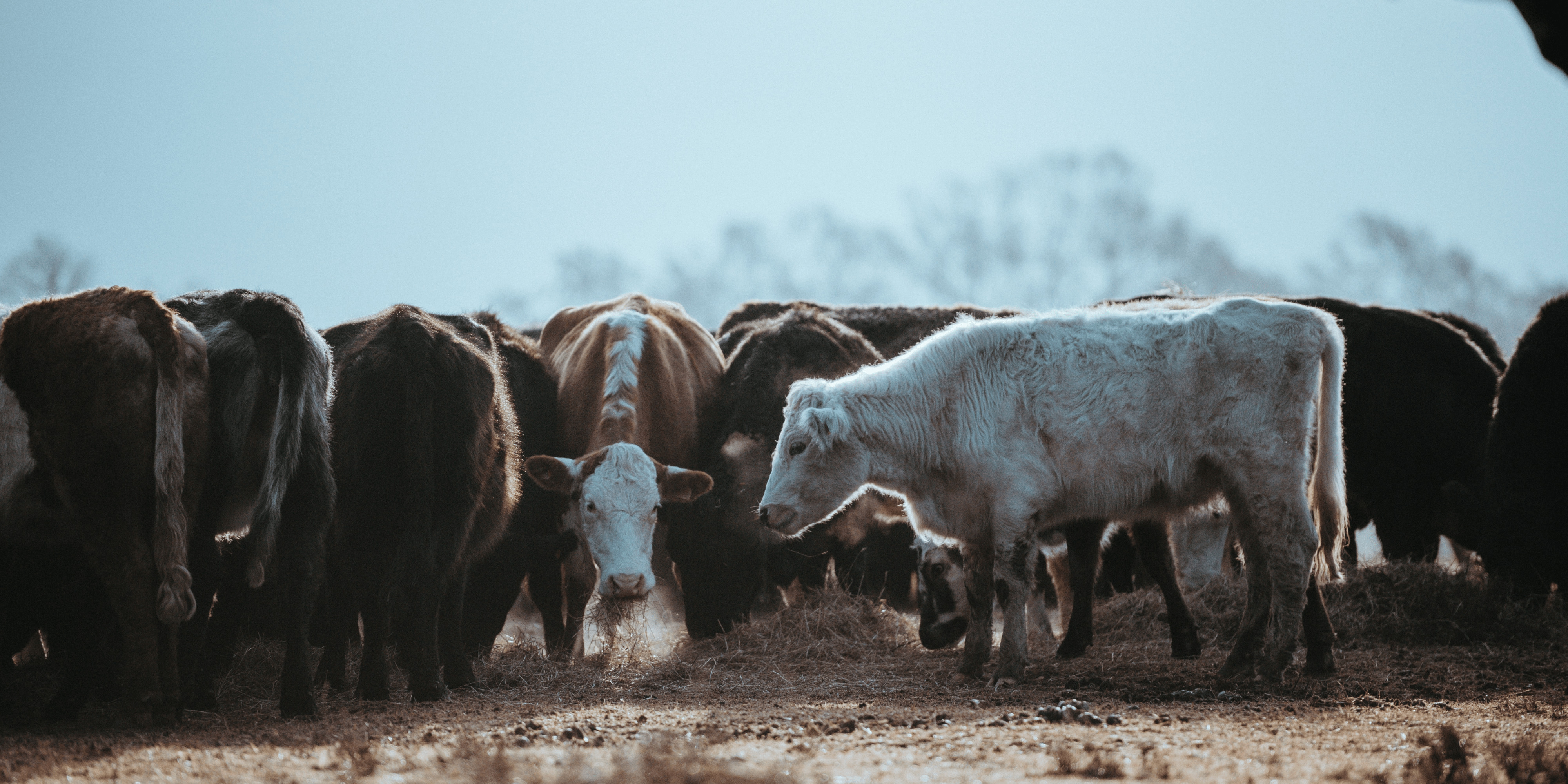 Photo of cows on the farm