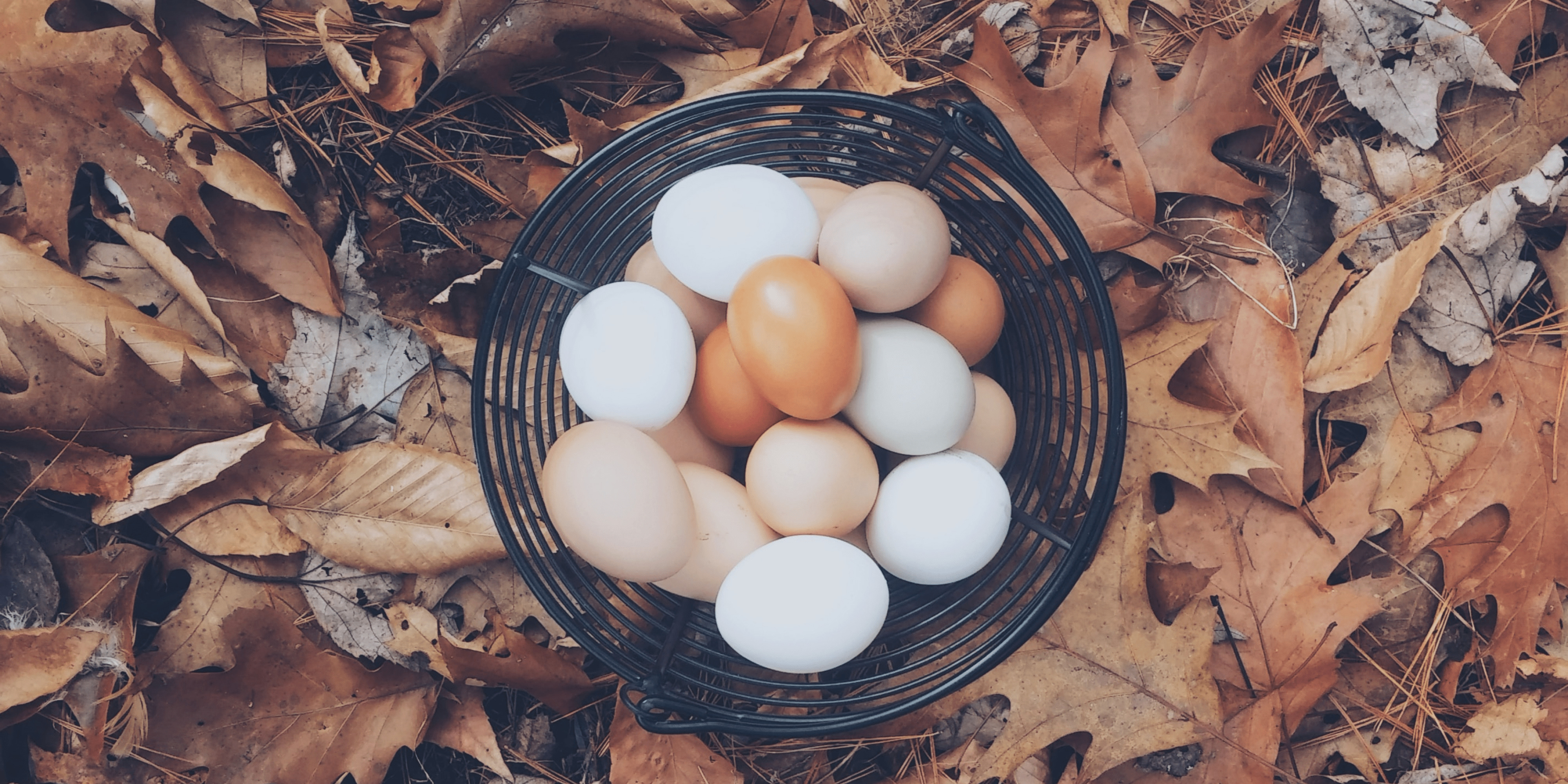 Photo of vibrant eggs in a basket