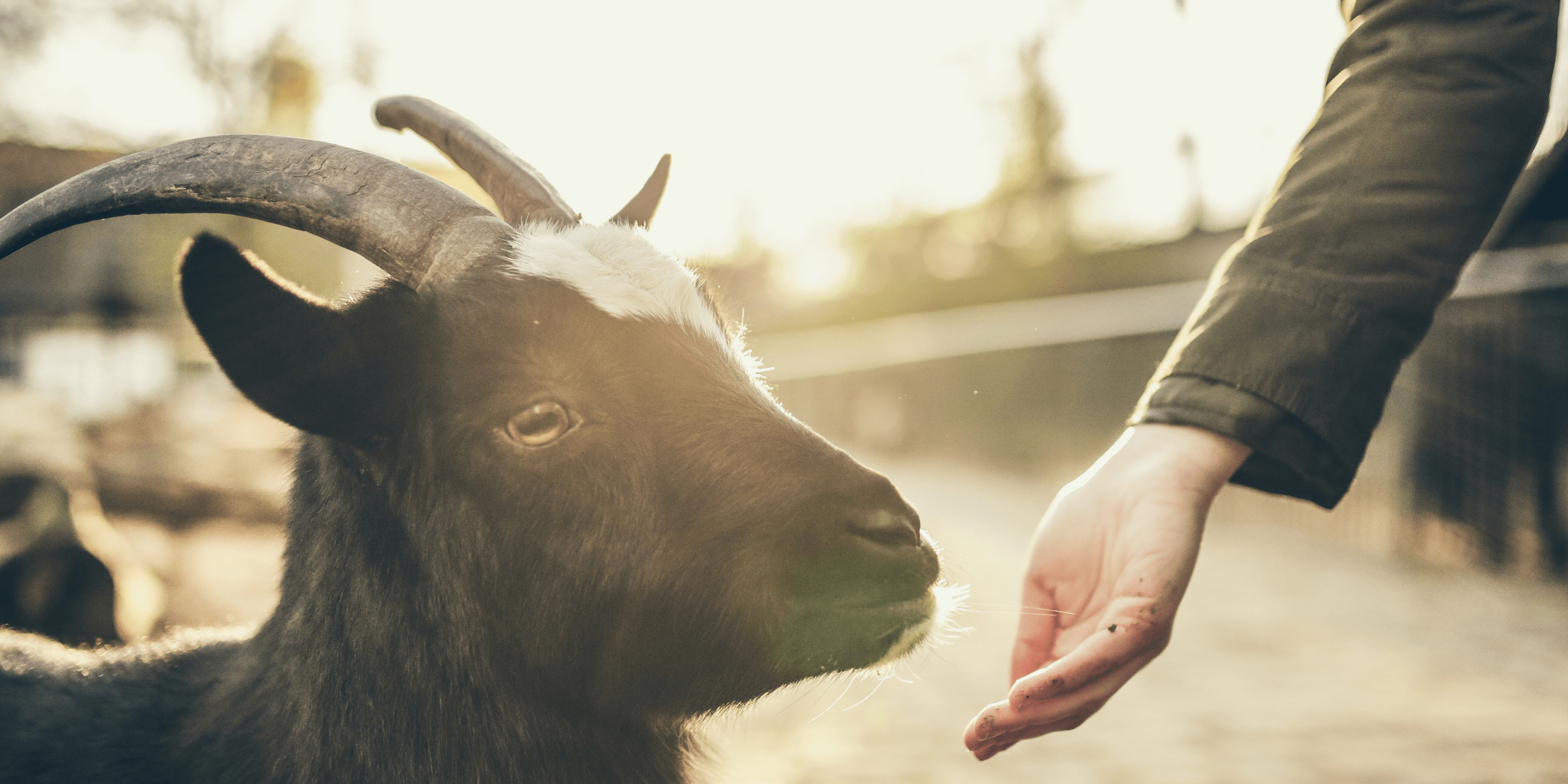 Photo of a goat named Rosie