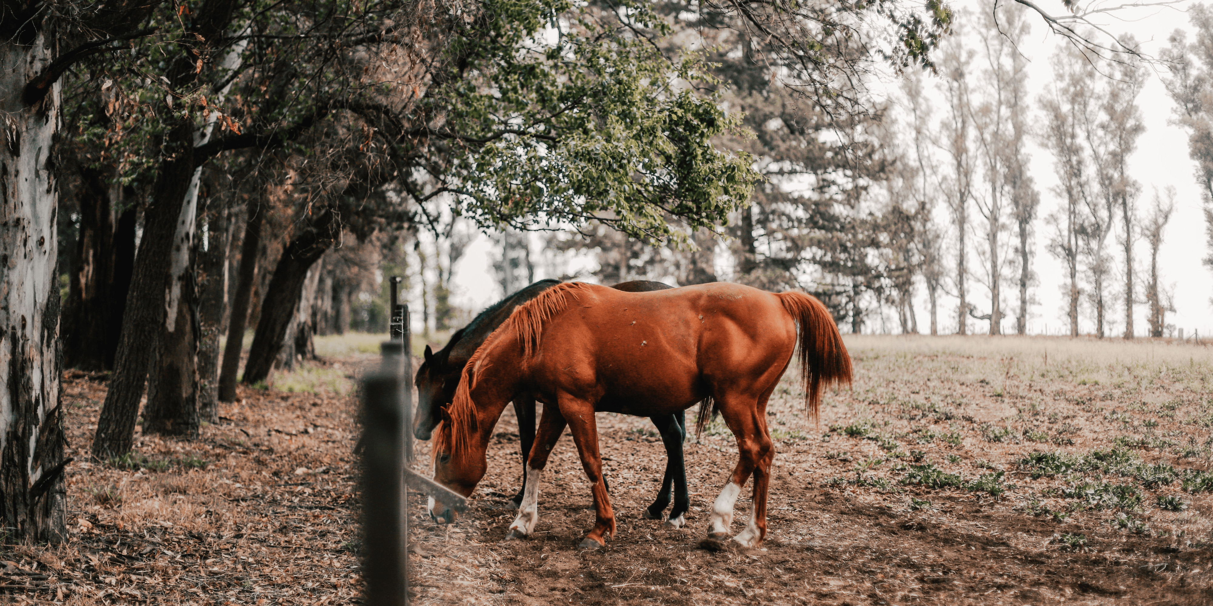 Photo of two horses eating on the farm