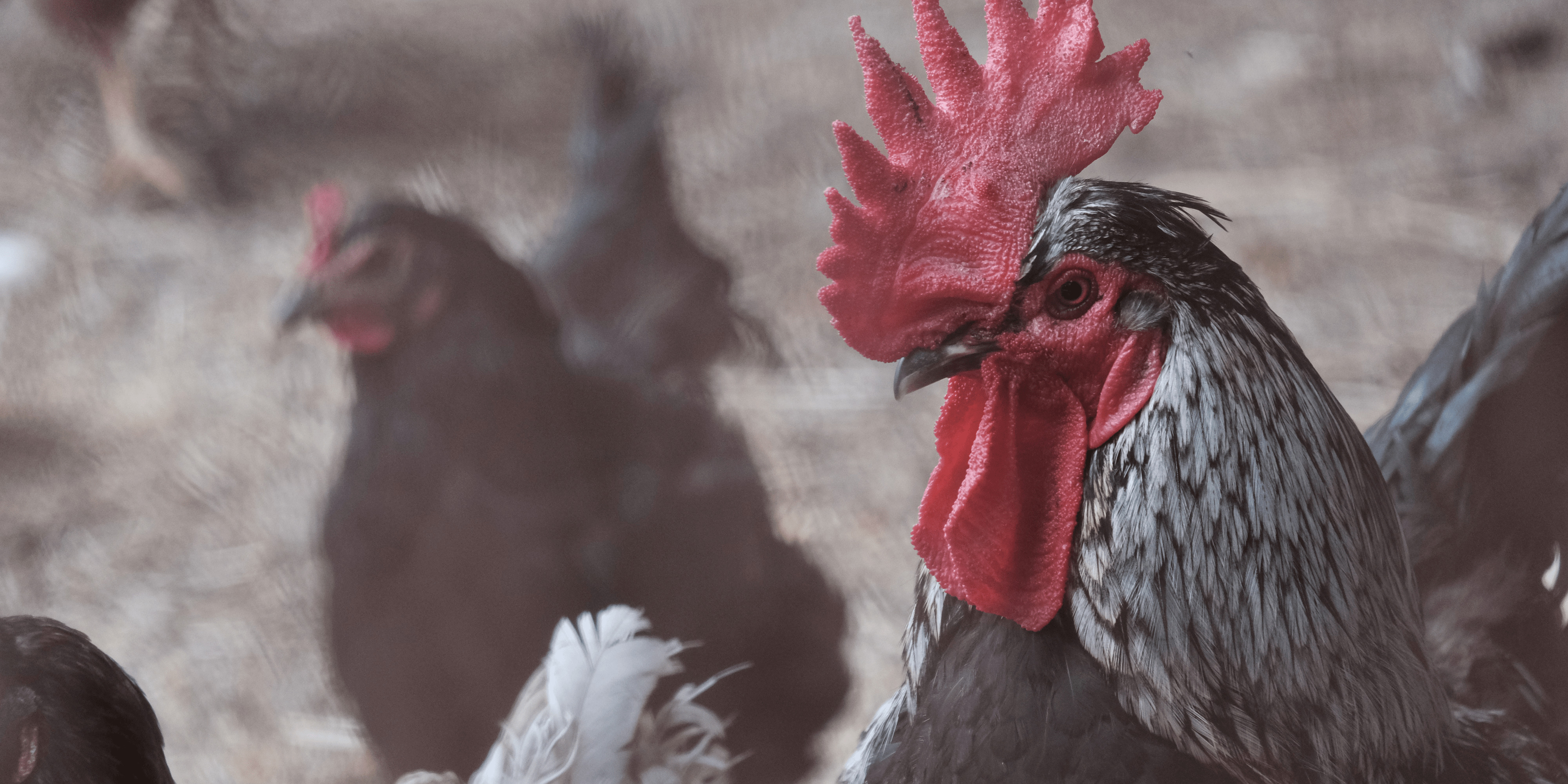 Photo of a rooster on the farm