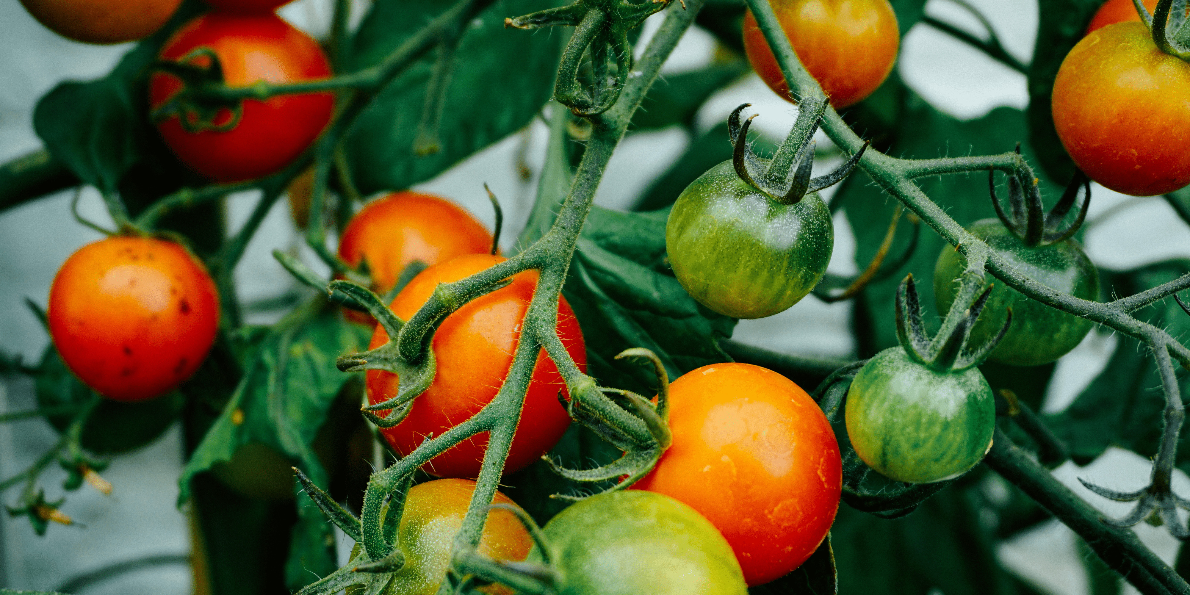 Close-up photo of tomatoes growing on a vine